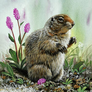 Arctic Ground Squirrel by Don Balke Arctic Ground Squirrel by Don Balke