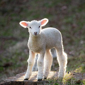 Baby Sheep in the Springtime by Rachel Morrison