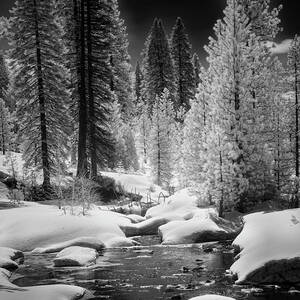 Bailey Creek Infrared. Plumas County California Winter Landscape by Mike Lee
