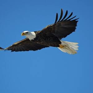 Bald Eagle in Flight, Prairie di Sac, Wisconsin by Steven Ralser Bald Eagle in Flight, Prairie di Sac, Wisconsin by Steven Ralser