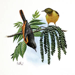 Baltimore Oriole by Don Balke Baltimore Oriole by Don Balke