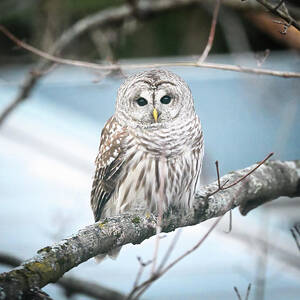 Barred Owl by Steven Nelson