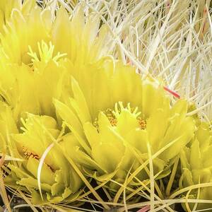 Barrel Cactus Flowers by Rebecca Herranen