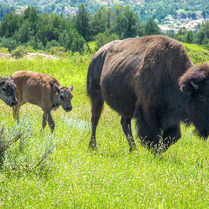 Bison and Calves in Meadow by Debra Martz Bison and Calves in Meadow by Debra Martz