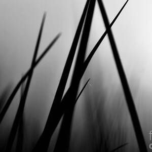 Black is the Blade Grass by Debra Banks Black is the Blade Grass by Debra Banks