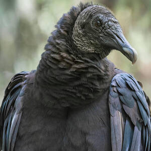 Black Vulture a Bird of Carrion by Rebecca Herranen
