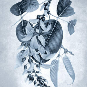 Blue and white plants - Flame of the forest, bastard teak tree by Madame Berthe Hoola van Nooten