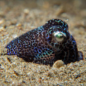 Bobtail Squid by Brian Weber