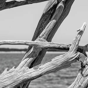 Boneyard Beach, Big Talbot Island State Park - 5 by Kelley King Boneyard Beach, Big Talbot Island State Park - 5 by Kelley King
