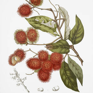 Botanical art - Rambutan tree by Madame Berthe Hoola van Nooten