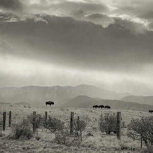 Buffalo Beneath Cloudy Skies in New Mexico - Sepia by Mary Lee Dereske