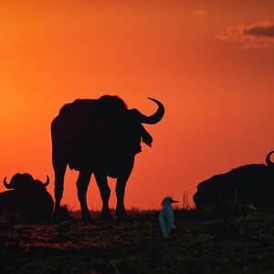 Buffalo Sunset on the Chobe River by Natural Focal Point Photography