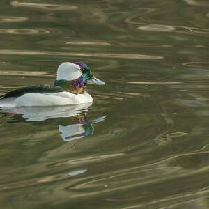 Bufflehead Male on a Pond in Seattle by Nancy Gleason