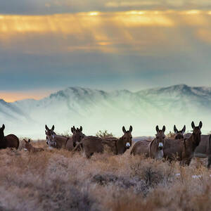 Burros and Rays by Mike Lee