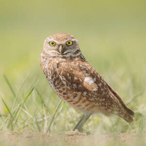 Burrowing Owl In South Dakota by Dan Sproul