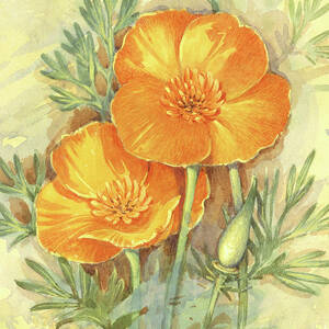 California Poppy by Gordon Beningfield California Poppy by Gordon Beningfield