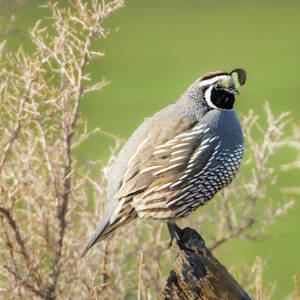 California Quail on Rustic Fencepost - Lassen County CA by Mike Lee California Quail on Rustic Fencepost - Lassen County CA by Mike Lee