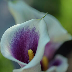 Calla Lily Blossom #1 by Nancy Gleason