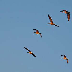 Canada Geese in Flight, Ontario by Tatiana Travelways