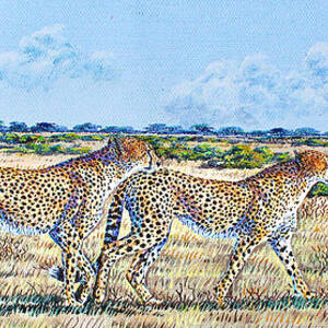 Cheetah Couples by Joseph Thiongo