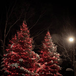 Christmas Trees_8405 by Linda Triplett