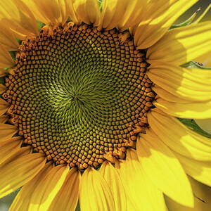 Close-Up of a Bright Sunflower by Shirley Mitchell