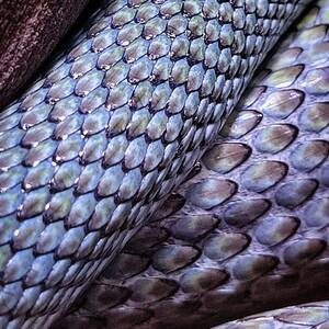 Close-up of Serpent Scales by Rene Vasquez