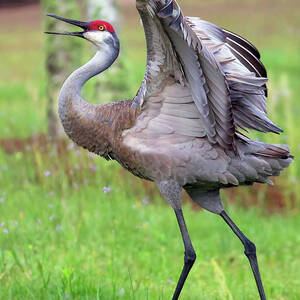 Crane Dance by Gina Fitzhugh