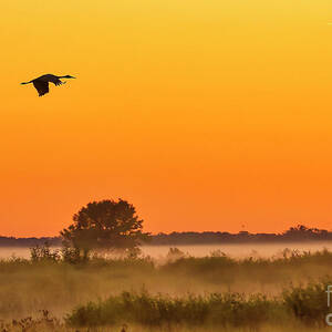 Cranes Flying Over Misty Field by Natural Focal Point Photography