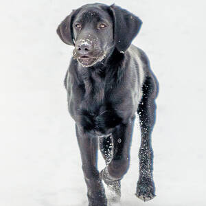 Curious Otis II by Dee Potter Curious Otis II by Dee Potter