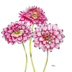 Dahlias for Frances II by Catherine Bede