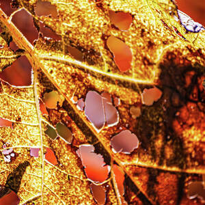 Decayed Leaf Detail in Sunlight by Tatiana Travelways Decayed Leaf Detail in Sunlight by Tatiana Travelways