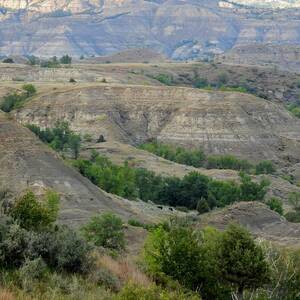 Deer in the Badlands by Amanda R Wright