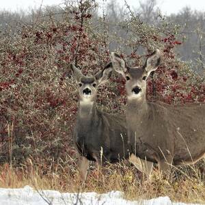 Deer in the Buffalo Berries by Amanda R Wright