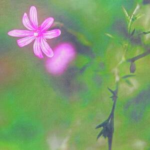 Delicate Pink Flower in Bloom by Bruce Block