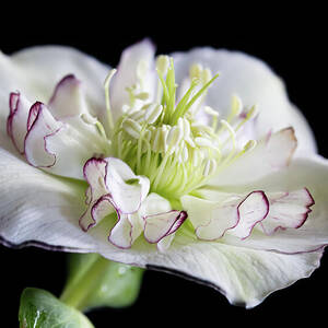 Delicate White Hellebore by Shirley Mitchell