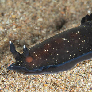 Dendrodoris nigra by Brian Weber