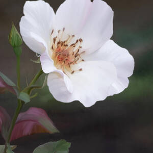 Digitally painted wild Rose by Sue Leonard