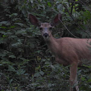 Doe at Dusk by Amanda R Wright