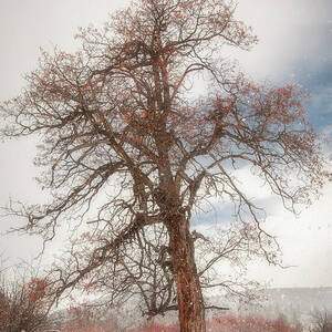 Dreamy Tree by Mike Lee