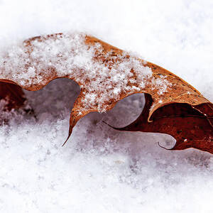 Dry Oak Leaf on Fresh Snow by Tatiana Travelways