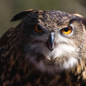 Eagle Owl 3 by Flees Photos Eagle Owl 3 by Flees Photos
