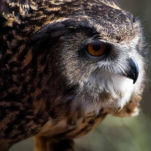 Eagle Owl 5 by Flees Photos Eagle Owl 5 by Flees Photos