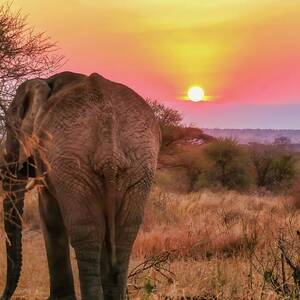 Elephant at Sunset in the Savannah by Bruce Block