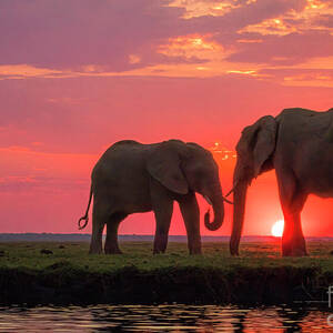Elephants at Sunset from Chobe National Park by Natural Focal Point Photography