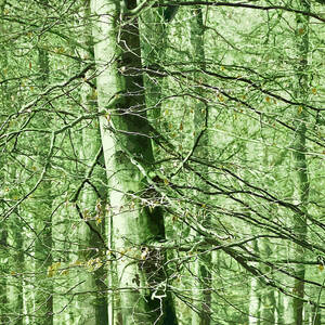 Emerald by Moira Risen