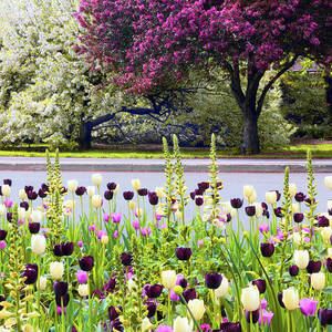 Ensconsed in Spring by Jessica Jenney