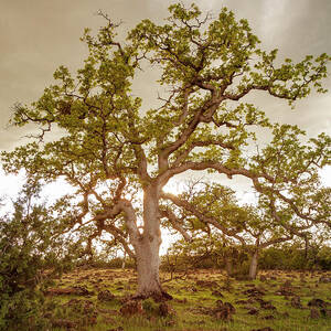 Ethereal Oak by Mike Lee