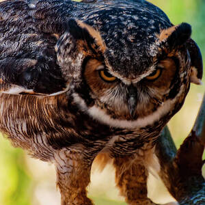 Eurasian Eagle Owl by Flees Photos Eurasian Eagle Owl by Flees Photos