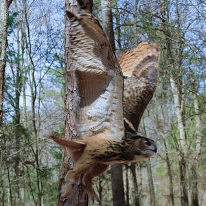 Eurasian Eagle Owl in flight by Flees Photos